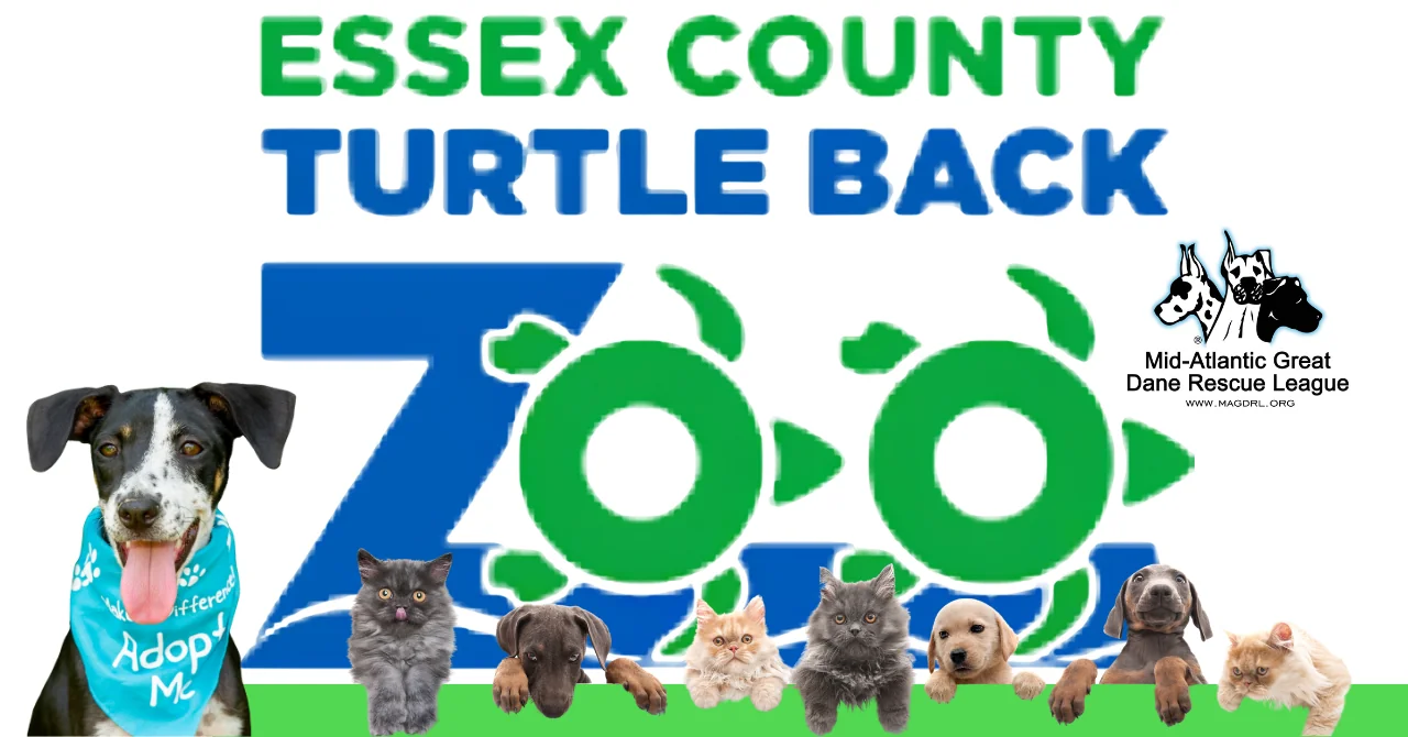 MAGDRL Turtle Back Zoo feature image