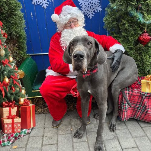 12-08-24-Grams-with-Santa-tree-gifts