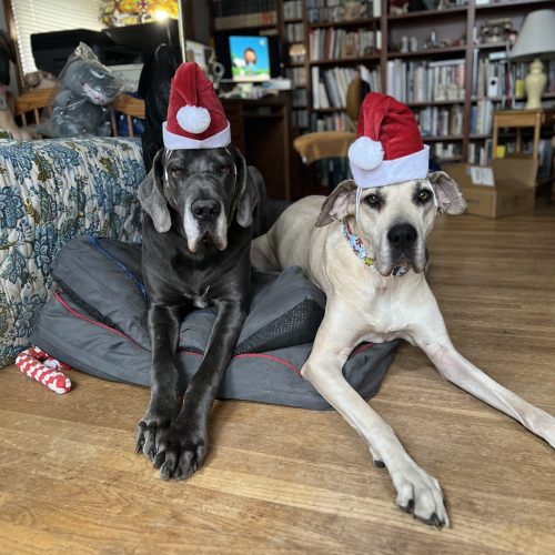 santa hats
